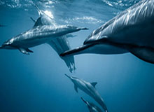 世界杯官方入口-加图索：纪念马拉多纳应该，但希望戴口罩